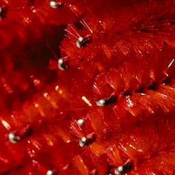 Tis the season Bundle